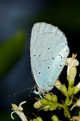 David Plant Photography - Wildlife Photography - Holly blue - B